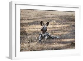 African Wild Dog (Painted Dog) (African Hunting Dog) (Lycaon Pictus), Zambia, Africa-Janette Hill-Framed Photographic Print