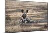 African Wild Dog (Painted Dog) (African Hunting Dog) (Lycaon Pictus), Zambia, Africa-Janette Hill-Mounted Photographic Print
