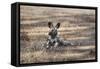 African Wild Dog (Painted Dog) (African Hunting Dog) (Lycaon Pictus), Zambia, Africa-Janette Hill-Framed Stretched Canvas