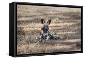 African Wild Dog (Painted Dog) (African Hunting Dog) (Lycaon Pictus), Zambia, Africa-Janette Hill-Framed Stretched Canvas