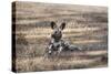 African Wild Dog (Painted Dog) (African Hunting Dog) (Lycaon Pictus), Zambia, Africa-Janette Hill-Stretched Canvas