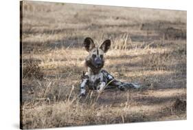 African Wild Dog (Painted Dog) (African Hunting Dog) (Lycaon Pictus), Zambia, Africa-Janette Hill-Stretched Canvas