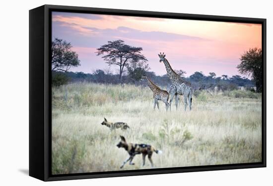 African Wild Dog Passing Giraffe Mother and Calf-null-Framed Stretched Canvas