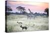 African Wild Dog Passing Giraffe Mother and Calf-null-Stretched Canvas