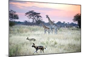 African Wild Dog Passing Giraffe Mother and Calf-null-Mounted Photographic Print
