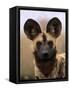 African Wild Dog, Portrait, South Africa-Pete Oxford-Framed Stretched Canvas