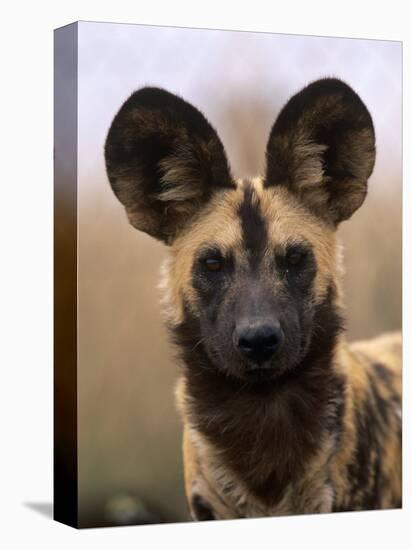 African Wild Dog, Portrait, South Africa-Pete Oxford-Stretched Canvas