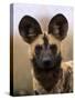 African Wild Dog, Portrait, South Africa-Pete Oxford-Stretched Canvas