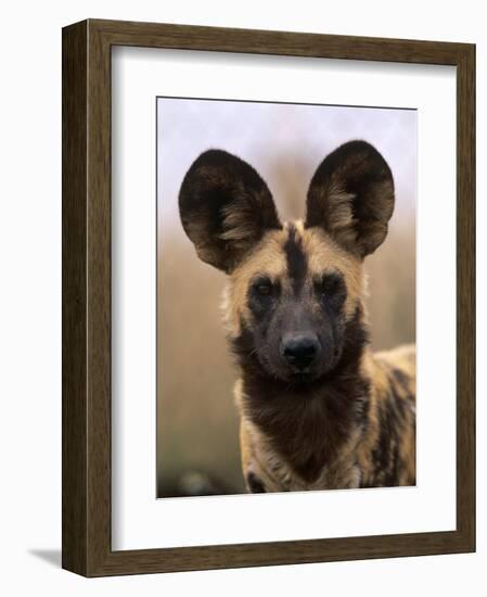 African Wild Dog, Portrait, South Africa-Pete Oxford-Framed Premium Photographic Print