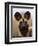 African Wild Dog, Portrait, South Africa-Pete Oxford-Framed Premium Photographic Print