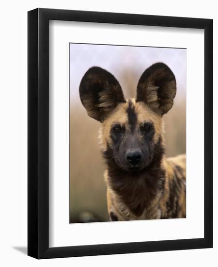 African Wild Dog, Portrait, South Africa-Pete Oxford-Framed Premium Photographic Print