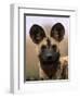 African Wild Dog, Portrait, South Africa-Pete Oxford-Framed Premium Photographic Print