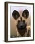 African Wild Dog, Portrait, South Africa-Pete Oxford-Framed Photographic Print