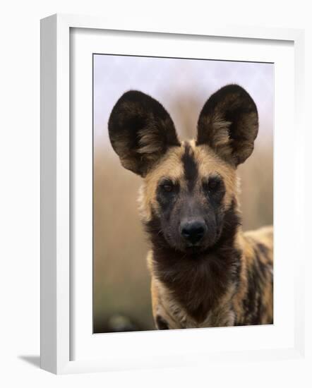 African Wild Dog, Portrait, South Africa-Pete Oxford-Framed Photographic Print