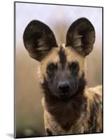 African Wild Dog, Portrait, South Africa-Pete Oxford-Mounted Photographic Print