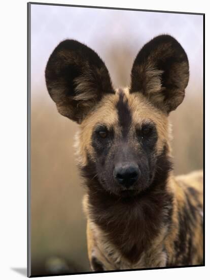 African Wild Dog, Portrait, South Africa-Pete Oxford-Mounted Photographic Print