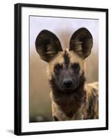 African Wild Dog, Portrait, South Africa-Pete Oxford-Framed Photographic Print