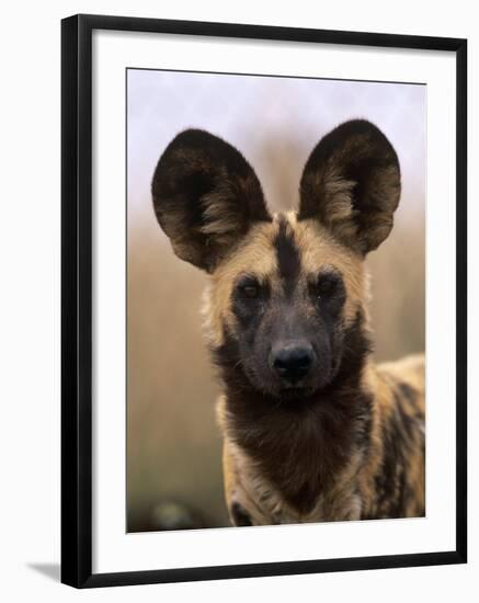 African Wild Dog, Portrait, South Africa-Pete Oxford-Framed Photographic Print