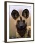 African Wild Dog, Portrait, South Africa-Pete Oxford-Framed Photographic Print