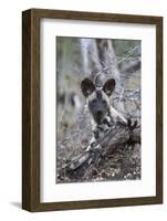 African wild dog pup (Lycaon pictus), Zimanga private game reserve, KwaZulu-Natal, South Africa, Af-Ann and Steve Toon-Framed Photographic Print