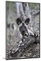 African wild dog pup (Lycaon pictus), Zimanga private game reserve, KwaZulu-Natal, South Africa, Af-Ann and Steve Toon-Mounted Photographic Print