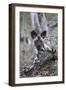 African wild dog pup (Lycaon pictus), Zimanga private game reserve, KwaZulu-Natal, South Africa, Af-Ann and Steve Toon-Framed Photographic Print