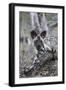 African wild dog pup (Lycaon pictus), Zimanga private game reserve, KwaZulu-Natal, South Africa, Af-Ann and Steve Toon-Framed Photographic Print