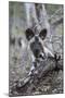 African wild dog pup (Lycaon pictus), Zimanga private game reserve, KwaZulu-Natal, South Africa, Af-Ann and Steve Toon-Mounted Photographic Print