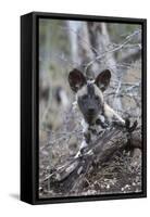 African wild dog pup (Lycaon pictus), Zimanga private game reserve, KwaZulu-Natal, South Africa, Af-Ann and Steve Toon-Framed Stretched Canvas