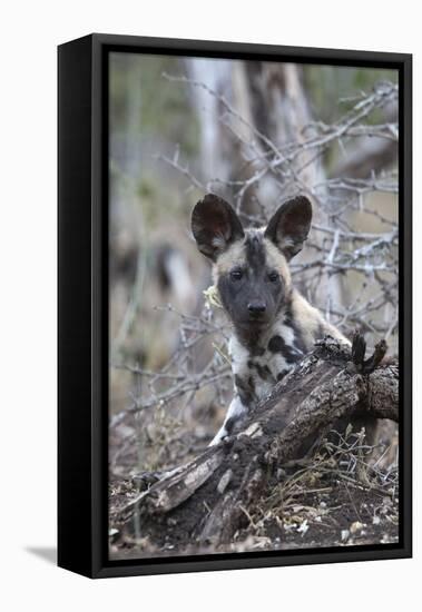 African wild dog pup (Lycaon pictus), Zimanga private game reserve, KwaZulu-Natal, South Africa, Af-Ann and Steve Toon-Framed Stretched Canvas