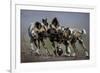 African wild dogs juveniles playing, Mkuze, South Africa-Bence Mate-Framed Photographic Print