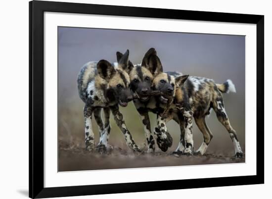 African wild dogs juveniles playing, Mkuze, South Africa-Bence Mate-Framed Photographic Print