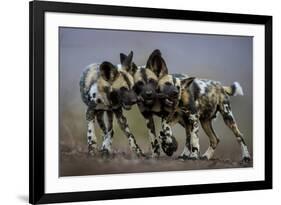 African wild dogs juveniles playing, Mkuze, South Africa-Bence Mate-Framed Photographic Print