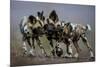 African wild dogs juveniles playing, Mkuze, South Africa-Bence Mate-Mounted Photographic Print