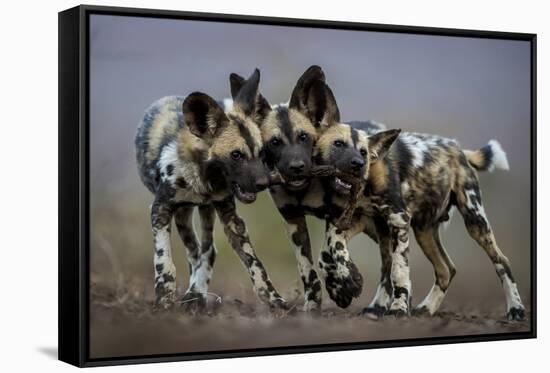 African wild dogs juveniles playing, Mkuze, South Africa-Bence Mate-Framed Stretched Canvas