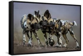 African wild dogs juveniles playing, Mkuze, South Africa-Bence Mate-Framed Stretched Canvas