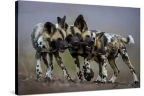 African wild dogs juveniles playing, Mkuze, South Africa-Bence Mate-Stretched Canvas