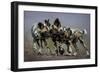 African wild dogs juveniles playing, Mkuze, South Africa-Bence Mate-Framed Photographic Print