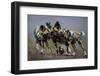 African wild dogs juveniles playing, Mkuze, South Africa-Bence Mate-Framed Photographic Print