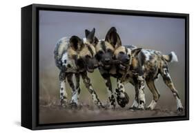 African wild dogs juveniles playing, Mkuze, South Africa-Bence Mate-Framed Stretched Canvas