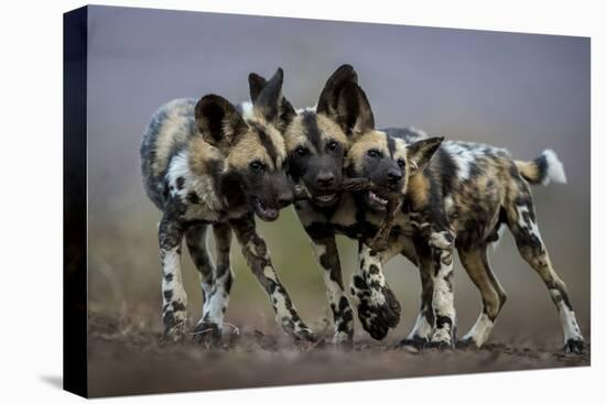 African wild dogs juveniles playing, Mkuze, South Africa-Bence Mate-Stretched Canvas