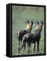 African Wild Dogs, Khwai River, Moremi Game Reserve, Botswana-Paul Souders-Framed Stretched Canvas