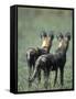 African Wild Dogs, Khwai River, Moremi Game Reserve, Botswana-Paul Souders-Framed Stretched Canvas