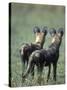 African Wild Dogs, Khwai River, Moremi Game Reserve, Botswana-Paul Souders-Stretched Canvas