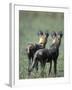 African Wild Dogs, Khwai River, Moremi Game Reserve, Botswana-Paul Souders-Framed Photographic Print
