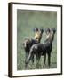 African Wild Dogs, Khwai River, Moremi Game Reserve, Botswana-Paul Souders-Framed Photographic Print