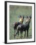 African Wild Dogs, Khwai River, Moremi Game Reserve, Botswana-Paul Souders-Framed Photographic Print