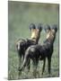 African Wild Dogs, Khwai River, Moremi Game Reserve, Botswana-Paul Souders-Mounted Photographic Print