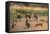 African Wild Dogs (Lycaon Pictus), Madikwe Game Reserve, North West Province, South Africa, Africa-Ann and Steve Toon-Framed Stretched Canvas