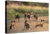 African Wild Dogs (Lycaon Pictus), Madikwe Game Reserve, North West Province, South Africa, Africa-Ann and Steve Toon-Stretched Canvas